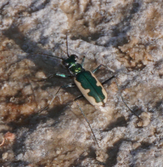 Eunota circumpicta