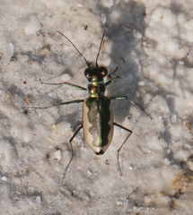 Eunota circumpicta