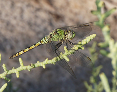 Erythemis collocata