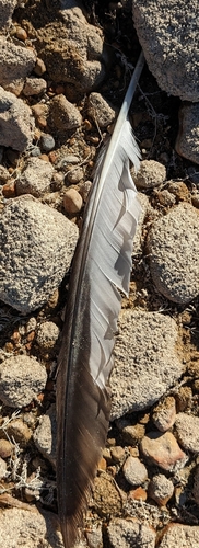 Plume de Goéland à bec cerclé
