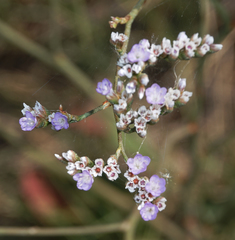 Limonium limbatum
