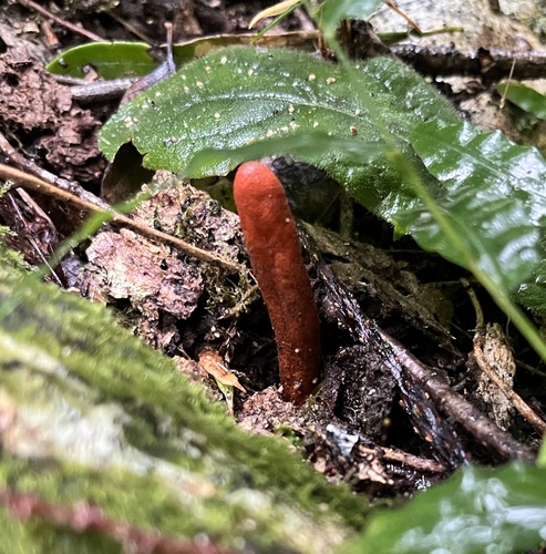 Trichoderma cornu-damae