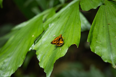 Taractrocera archias