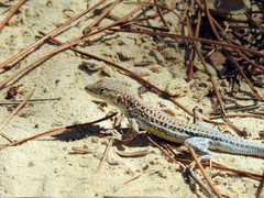 Acanthodactylus erythrurus