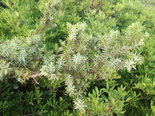large-fruited juniper