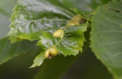 Phylloxera williamsi