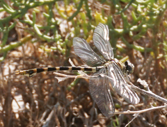 Phyllogomphoides stigmatus