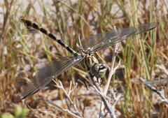 Phyllogomphoides stigmatus