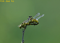 Sinictinogomphus clavatus
