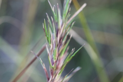 Festuca vivipara