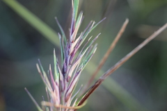 Festuca vivipara
