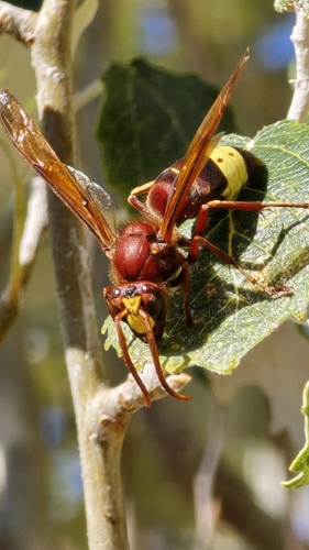 Oriental Hornet