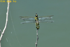 Sinictinogomphus clavatus