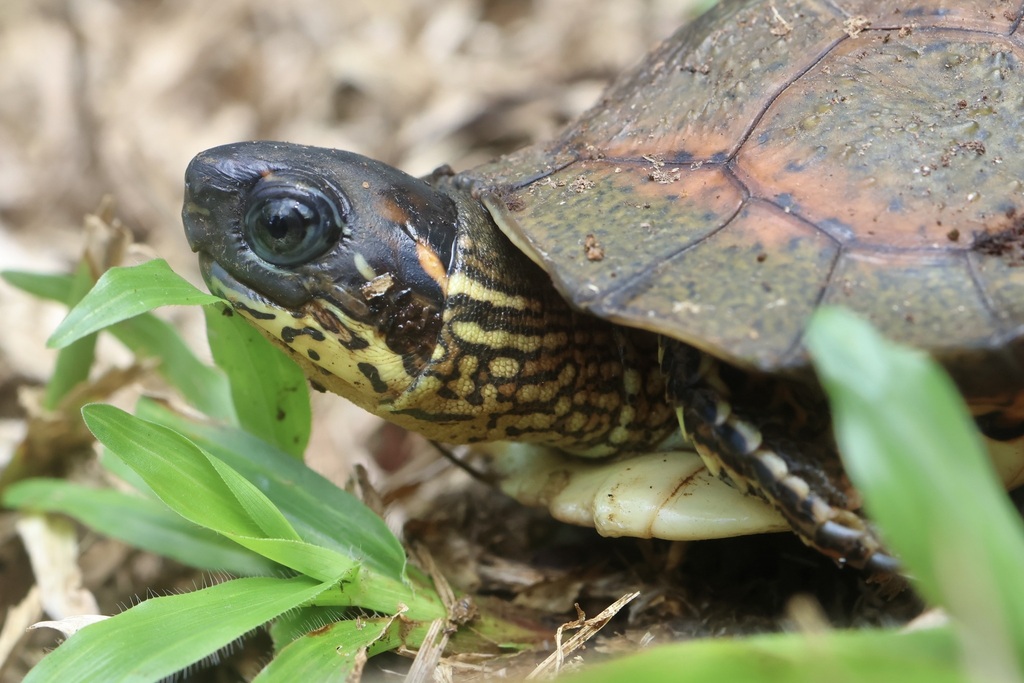 Black River Turtle in October 2024 by Emily Christian · iNaturalist