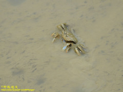 Macrophthalmus banzai