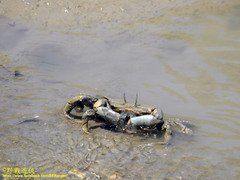 Macrophthalmus banzai