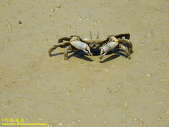 Macrophthalmus banzai