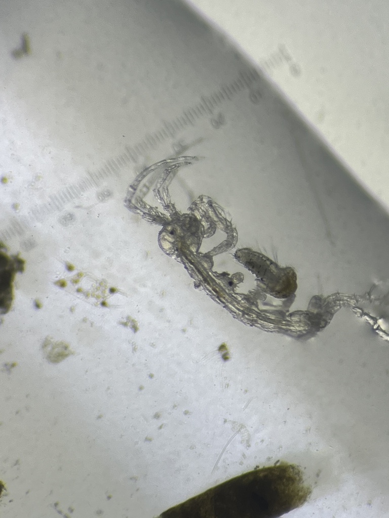 Pariambus typicus