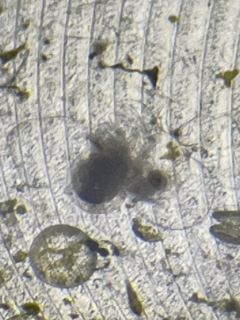 Podon leuckarti