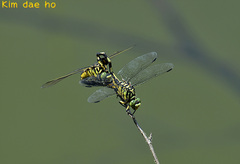 Sinictinogomphus clavatus