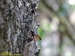 Monoceromyia similis