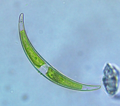 Closterium parvulum