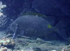 Siganus guttatus