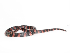 Fat Ground Snake photo 3