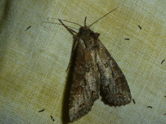 Polia bombycina