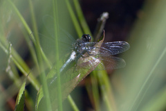 Leucorrhinia frigida