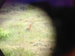 Limosa limosa islandica