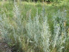 Artemisia dracunculus glauca