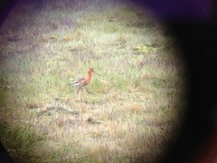 Limosa limosa islandica