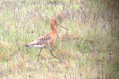 Limosa limosa islandica