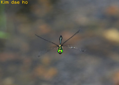 Somatochlora clavata