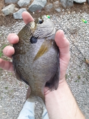 Lepomis macrochirus purpurascens