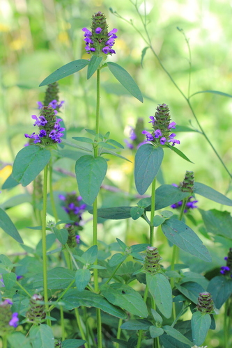 Prunella vulgaris
