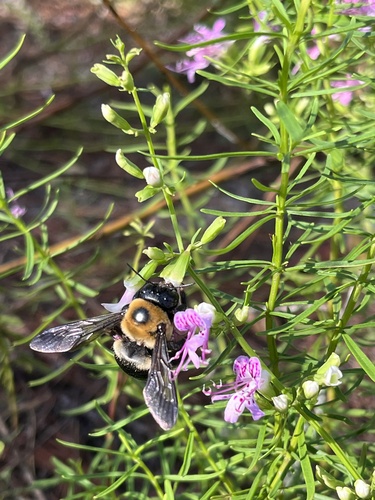 Image of Titusville Balm (Dicerandra thinicola) by no rights reserved