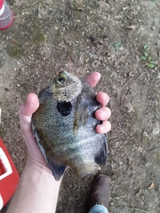 Lepomis macrochirus purpurascens