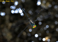 Somatochlora clavata