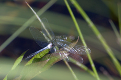 Leucorrhinia frigida