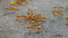 Oecophylla smaragdina