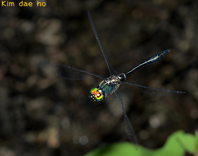 Somatochlora clavata