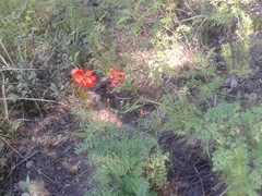 Lilium pumilum