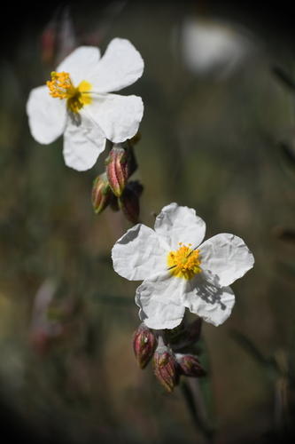 Helianthemum violaceum