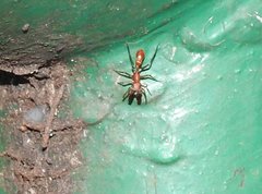 Myrmarachne formosana