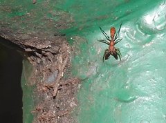 Myrmarachne formosana
