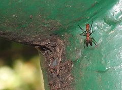 Myrmarachne formosana