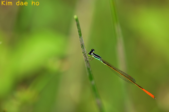 Mortonagrion selenion