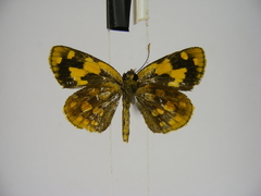 Metisella medea medea